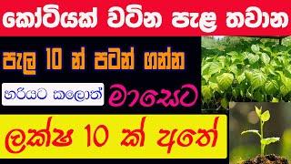 Swayan Rakiya In Sinhala  New Business Ideas In Sri Lanka  Pala Thawana