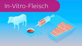 In-Vitro-Fleisch in 4 Minuten erklärt