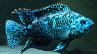 10 Jenis Ikan Hias Besar Air Tawar Aquarium