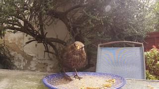 Bird Caught On Gopro Hero 3