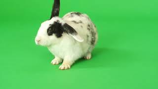 Rabbit on green screen #greenscreen