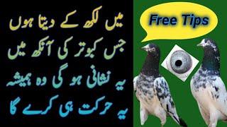 high flyer pigeon tips and tricks  kasuri pigeon master  best high flying pigeon eyes