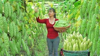 Harvesting Bitter Gourd Goes To Market Sell Buy Net Around The Chickens  Free Bushcraft