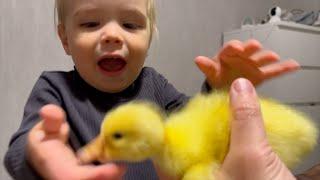 Baby Reacts To Ducky Bites Cutest Reaction