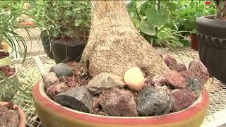 Vivero Jardines amor por las plantas