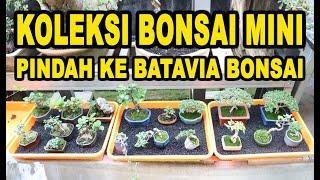 Koleksi Bonsai Mini Pindah Ke BATAVIA BONSAI - Tanjung Barat Jakarta Selatan