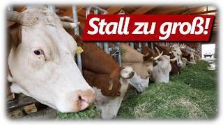 Stall zu groß für die Kühe?  Milchvieh Doku Kuh bis Käse. Mehr Tierwohl? So geht es richtig