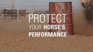 Protect Your Horses Performance with Assure Guard Gold The Ultimate Digestive Aid