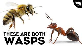 Bugs Bees Beetles Butterflies & Body Lice - The Most Successful Animals on the Planet