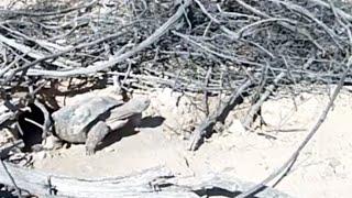 Mojave Max emerges from burrow signalling warmer Southern Nevada temps