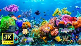 Amazing 4K ULTRA HD Aquarium Video - Unlock The Hidden Beauty Of The Coral Reefs And Turtle