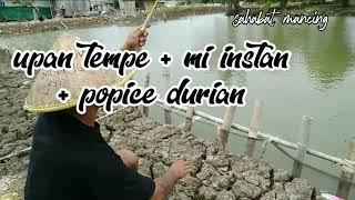 Mancing tawes umpan tempe joran hampir patah