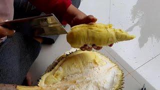 Panen durian montong