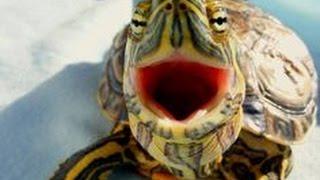 Top 10 Funny Turtle  Tortoise Videos Compilation 2016