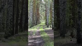 Красивый лес в Неверкино 6.05.2024