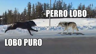 PERRO LOBO VS LOBO GIGANTE la diferencia es abismal