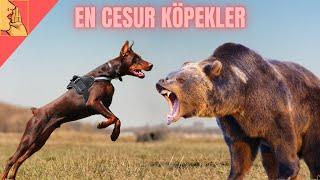 THE TOP 10 BRAVEST AND STRONG DOG BREEDS IN THE WORLD #kangal #pitbull #rottweiler