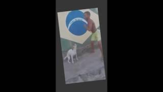 Perro bailando 100% real no feik mediafair y mega con crack no utorrent y pasa esto