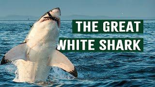 The Hidden World of Great White Sharks  Apex Predator Documentary