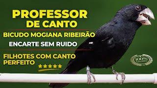 professor de canto bicudo mogiana ribeirão