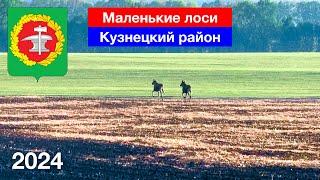Маленькие лосята скачут по полям в Кузнецком районе 9.05.2024