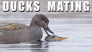 BIRDS LOVE - mating ducks in water GADWALL