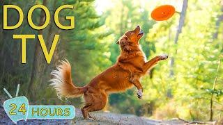 DOG TV Video Entertain for Dogs with Anxiety and Boring When Home Alone - Best music for Dogs