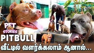 How to Train a Pitbull? Pitbull வீட்டில் வளர்ப்பது எப்படி? Pet Stories  Episode 1  PIT BULL