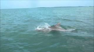 Lone dolphin in Florida Bay Feb 9 2013