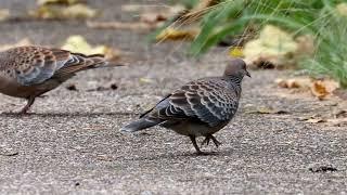 Oriental turtle dove Streptopelia orientalis