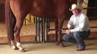 How to Remove Bot Fly Eggs from a Horse