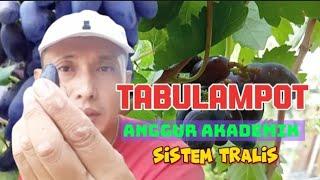 Tabulampot Anggur Akademik Sistem Tralis