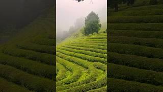 Korea Beautiful Place  Boseong Green Tea Field on a Rainy Day 보성녹차밭