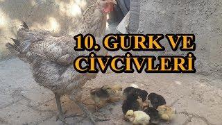 Civcivlerimiz Çıktı - 10. Gurk