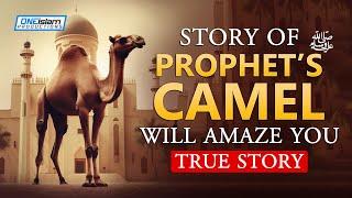 Story Of Prophets ﷺ Camel Will Amaze You