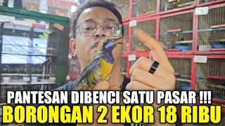 IMPORTIR NAIK DARAH  RATUSAN CUCAK CUNGKOK DIJUAL UGAL2AN DIKIOS ALHAMDULILLAH PASAR PRAMUKA