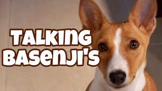 Talking Basenjis