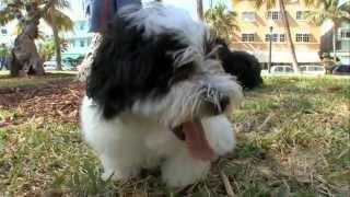 Dogs 101 Havanese