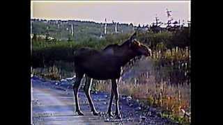 Newfoundland Moose Cold Brook