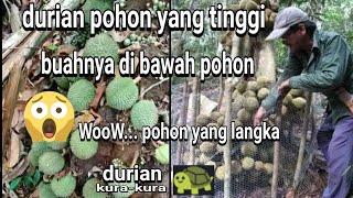 pohon durian berbuah di bawah pohon