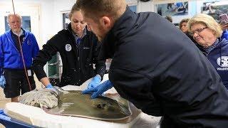 How a Stringray Gets a Veterinary Checkup