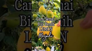 Cara Semai Biji Benih LEMON Menjadi