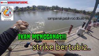 vlog34#ikan mengamuk dikolam bdb bagan datohmancing kolam air masin