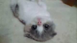Aw how adorable  Scottish Fold Kitten Stretches Out  -
