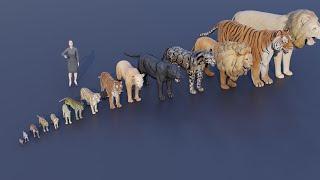 Big Cat size comparison   Tiger VS Lion #animals
