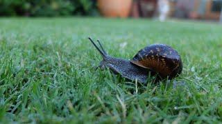 Simple and effective organic ways to control slugs and snails