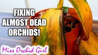 10 ways to almost destroy Orchids & how to fix them