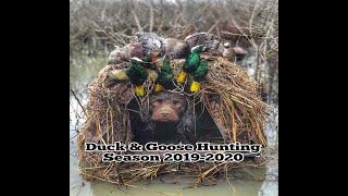 chiefholland Boykin Spaniel Duck and Goose Hunting 2019-2020 Season