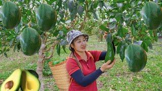 Harvesting avocado 034 to the Market to Sell  Mixed sweet soup  Lucias daily life