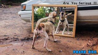 Try not Laugh Mirror Prank on Dog  Funny Prank video